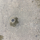 Imagen para el artículo titulado 2019 no podía acabar mejor: cientos de peces con forma de pene aparecen varados en una playa de California
